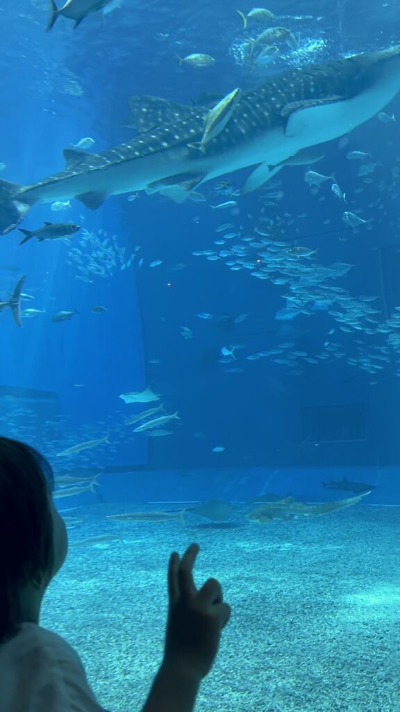 美ら海水族館5